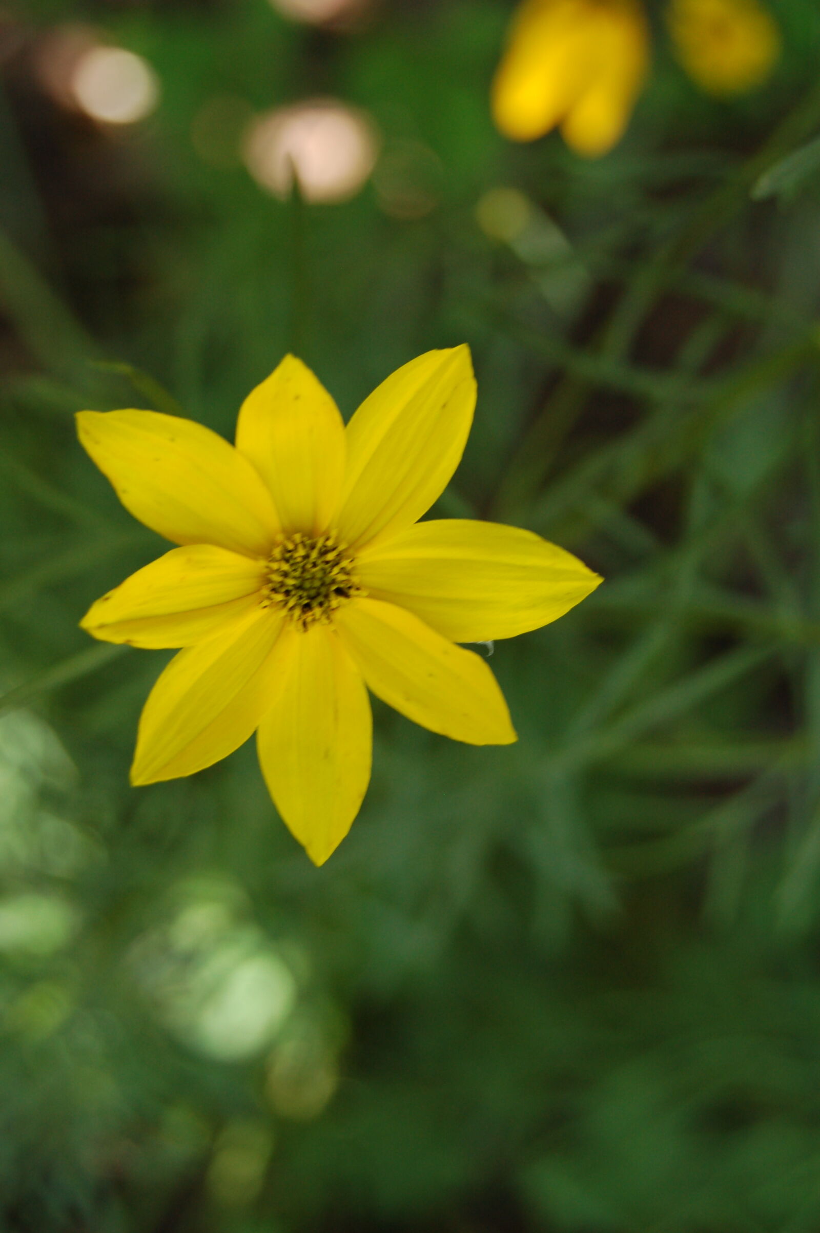 AF-S DX Zoom-Nikkor 18-55mm f/3.5-5.6G ED sample photo. Flower, yellow, flower photography
