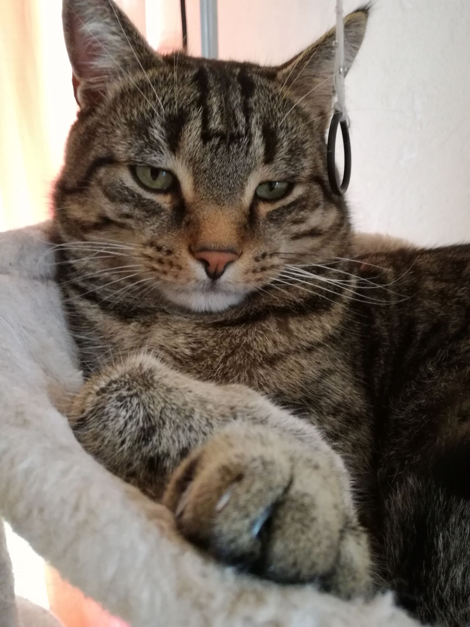 HUAWEI P9 LITE sample photo. Cat, mieze, mackerel photography
