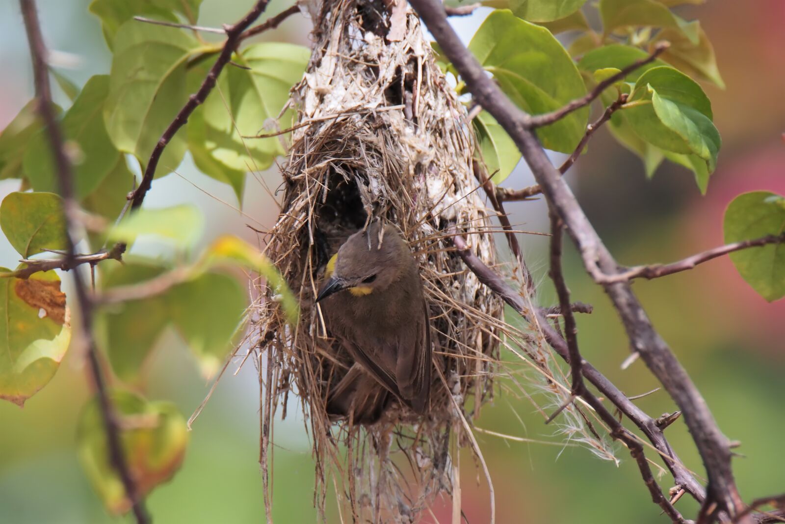 Olympus OM-D E-M1 sample photo. Nest, bird, wild photography