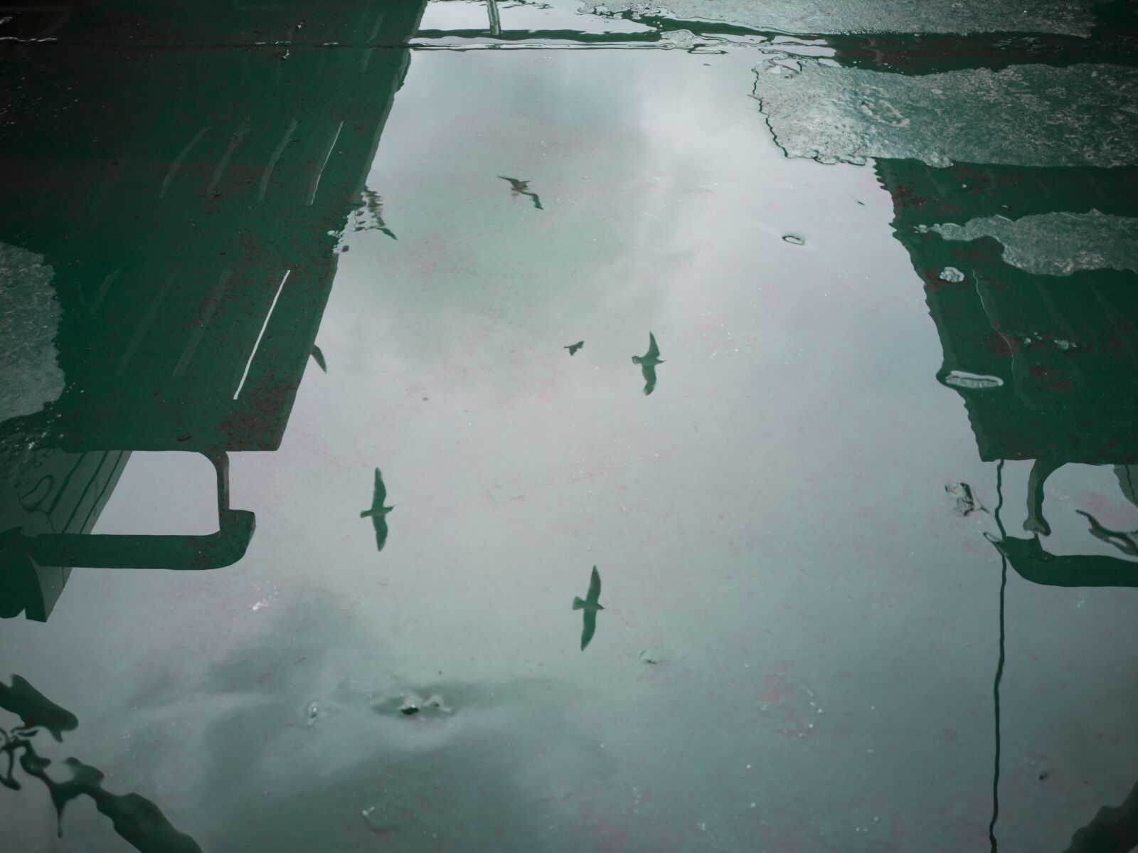 HUAWEI CLT-L09 sample photo. Reflection, birds, gulls photography