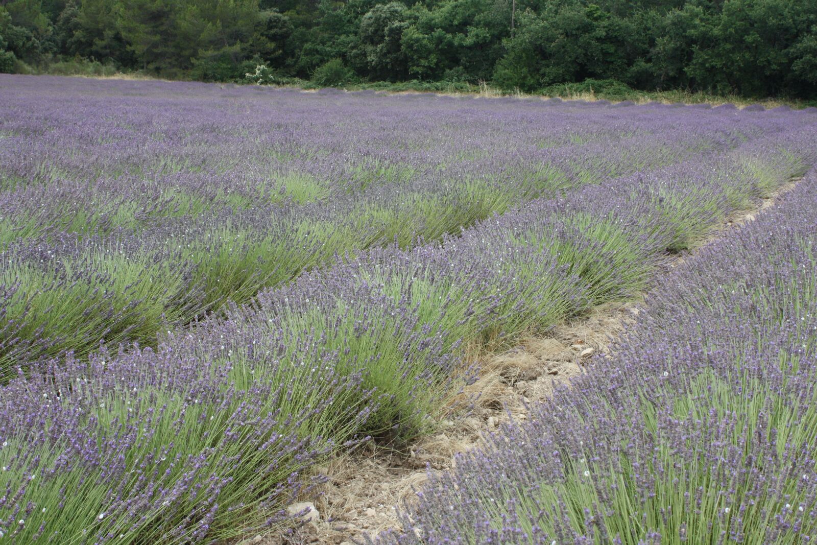 Canon EOS 450D (EOS Rebel XSi / EOS Kiss X2) sample photo. Lavender, provence, french photography