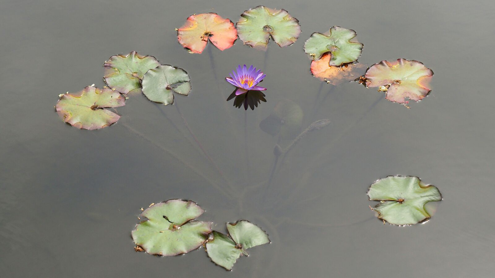 Olympus OM-D E-M10 II + Panasonic Lumix G Vario 14-140mm F3.5-5.6 ASPH Power O.I.S sample photo. Nature, water lily, pond photography