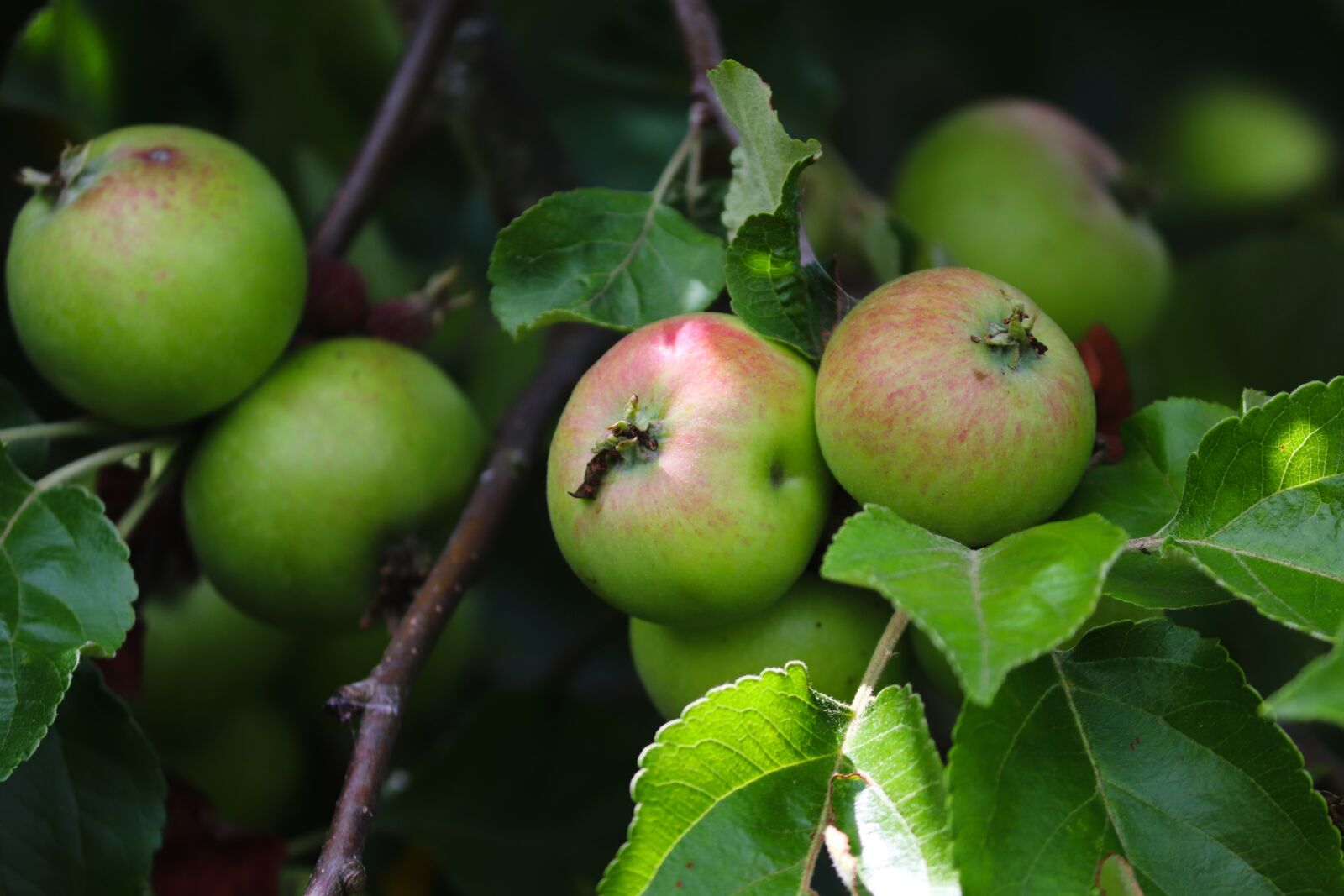 Canon EOS 200D (EOS Rebel SL2 / EOS Kiss X9) sample photo. Apple, green, apple tree photography