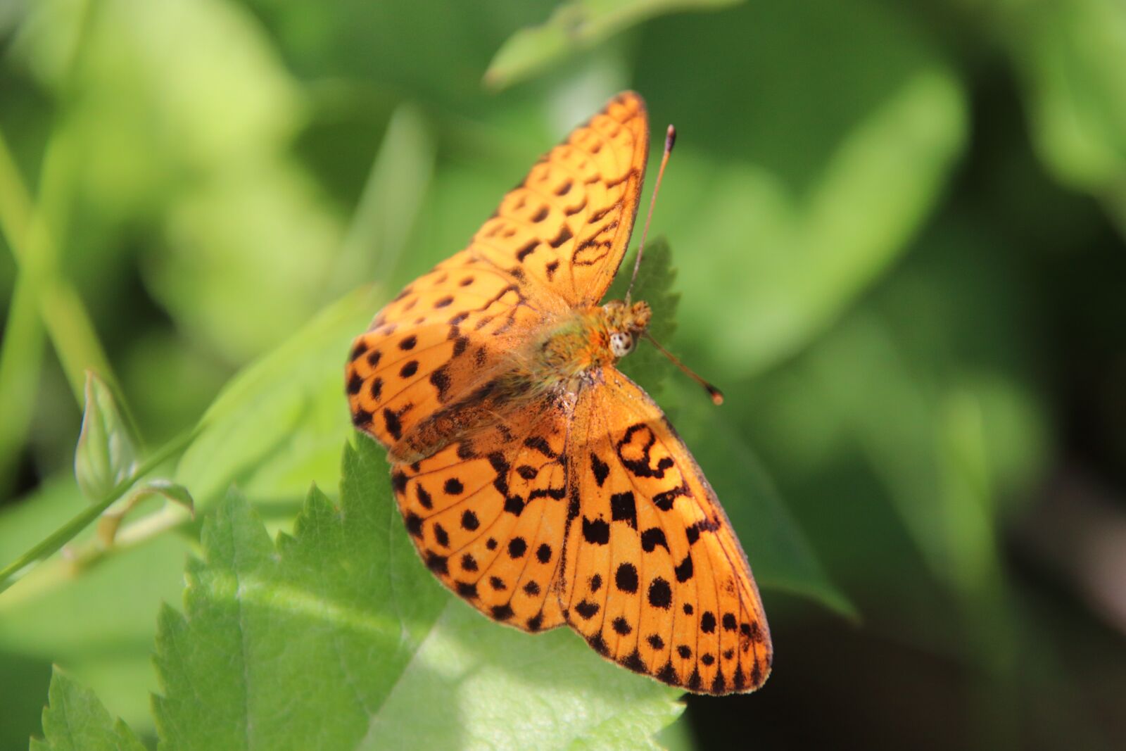Canon EOS 800D (EOS Rebel T7i / EOS Kiss X9i) sample photo. Butterflies, insects, orange photography