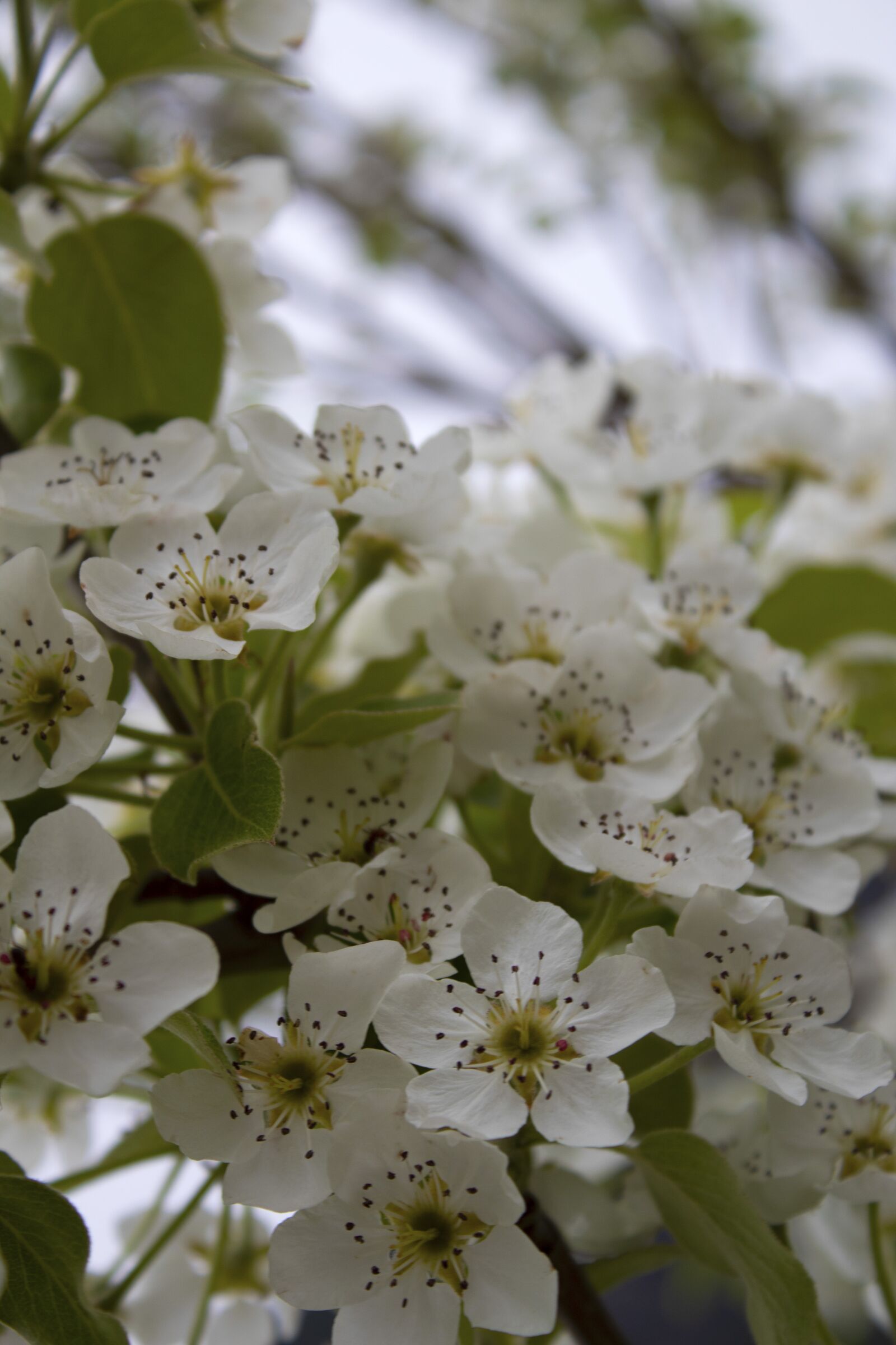 Canon EOS 1300D (EOS Rebel T6 / EOS Kiss X80) sample photo. Blossom, blossoms, cherry blossom photography