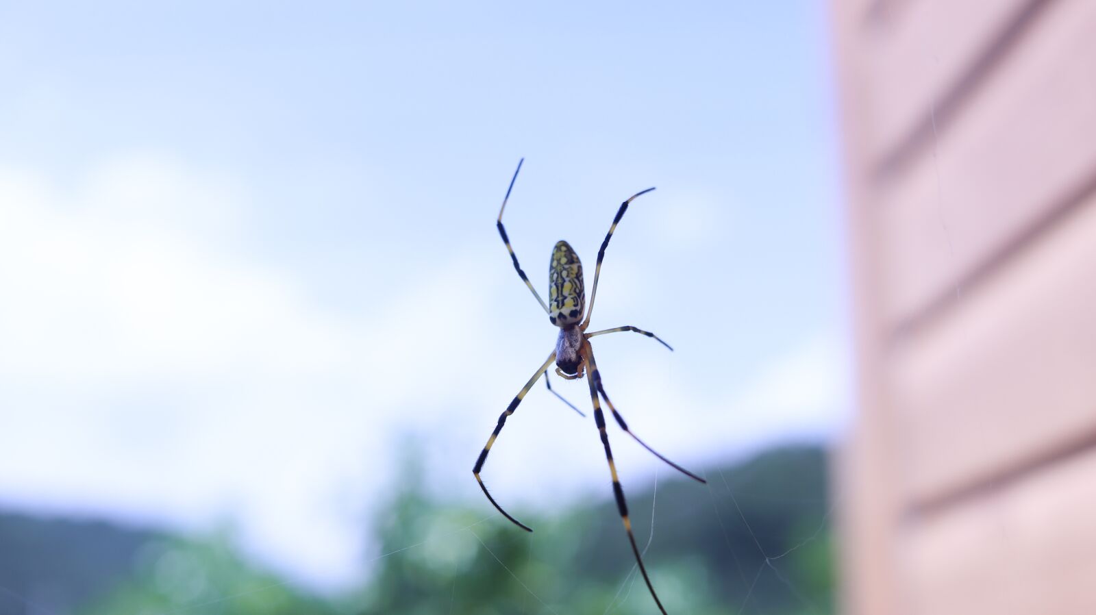 Canon EOS 200D (EOS Rebel SL2 / EOS Kiss X9) sample photo. Spider, insect, cobweb photography