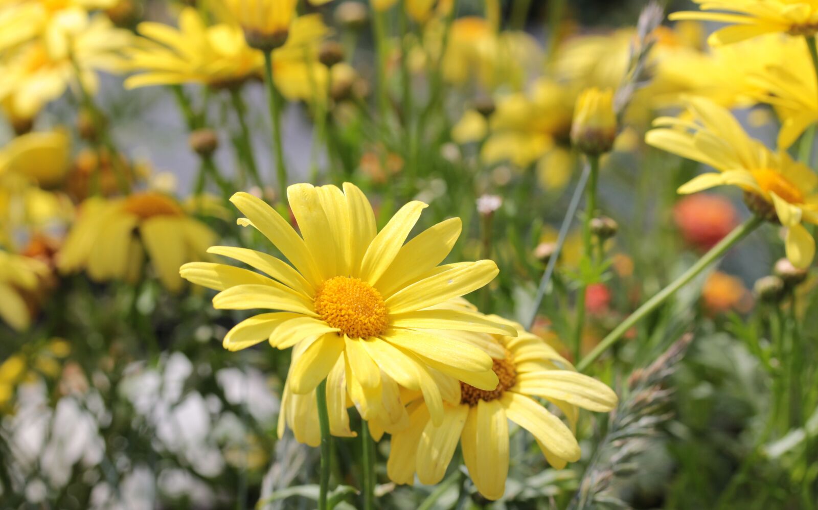 Canon EOS 650D (EOS Rebel T4i / EOS Kiss X6i) sample photo. Yellow strauchmargerite, euryops chrysanthemoides photography