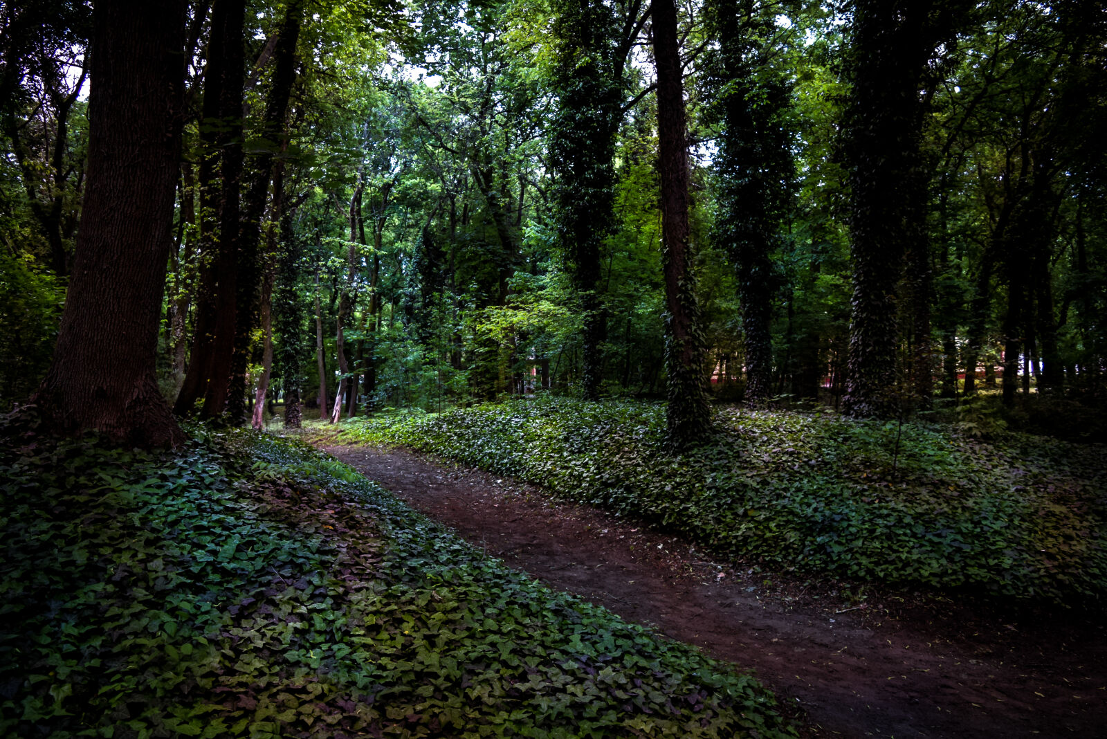 Nikon D3300 sample photo. Forests, glade, green, ivy photography