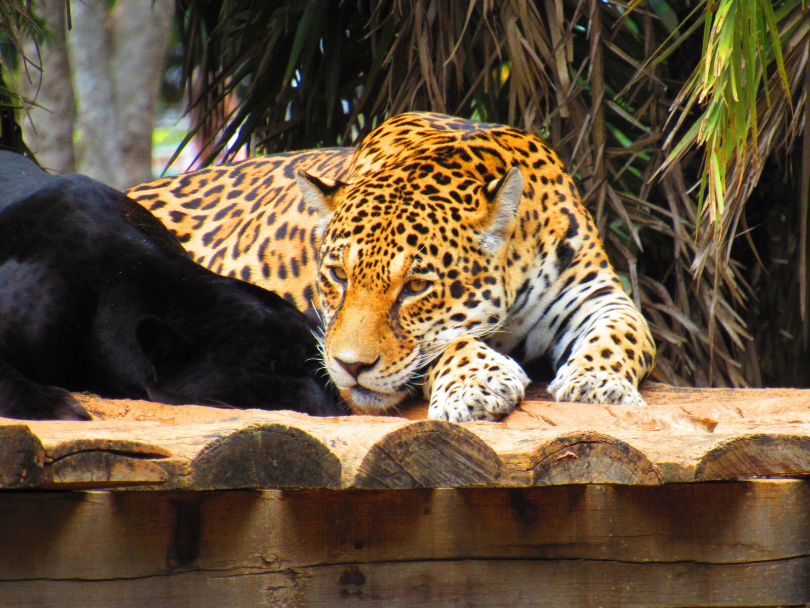 Canon PowerShot SX520 HS sample photo. Ounce, feline, zoo photography