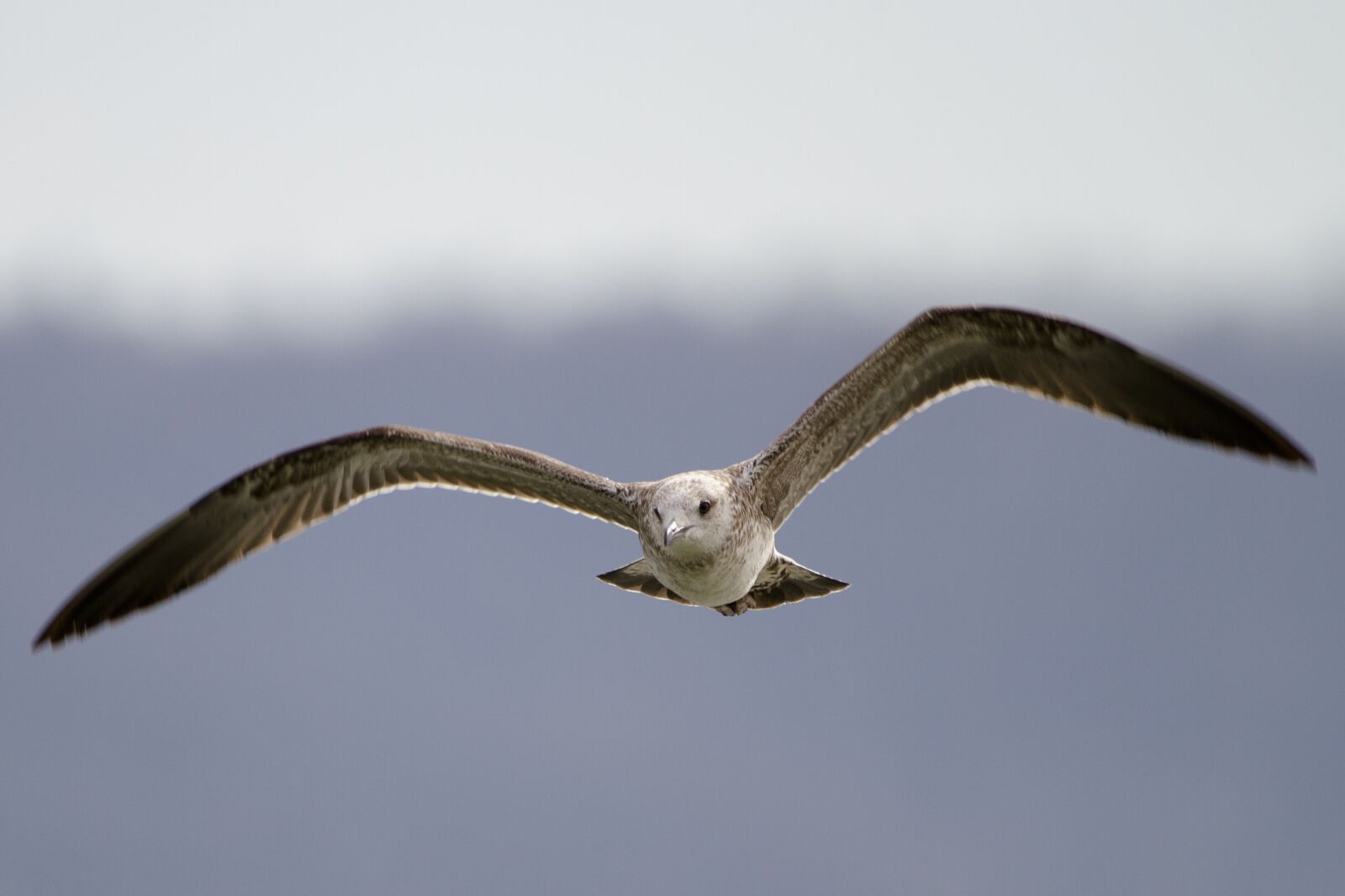 150-600mm F5-6.3 DG OS HSM | Contemporary 015 sample photo. Seagull, flight, bird photography