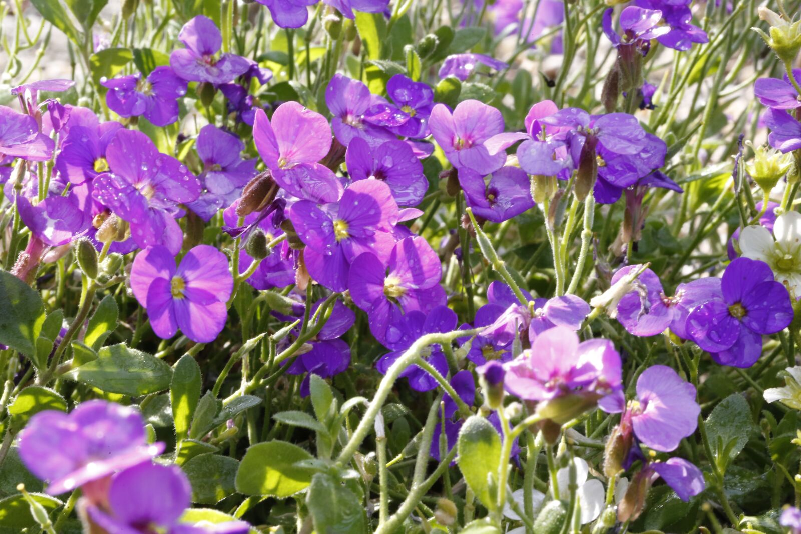 Canon EF 100mm F2.8L Macro IS USM sample photo. Flowers, garden, spring photography