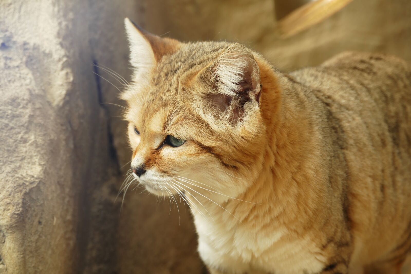 Panasonic Lumix DMC-FZ1000 sample photo. Sand cat, cats, sand photography