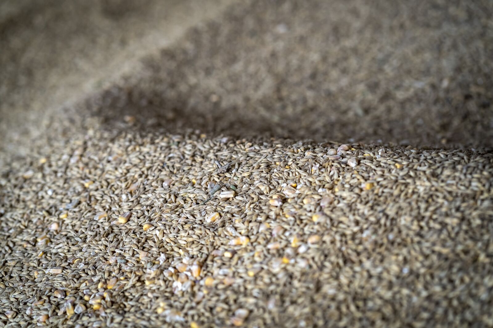 Sony a7 III + Sony FE 85mm F1.8 sample photo. Grain, seed, yellow photography