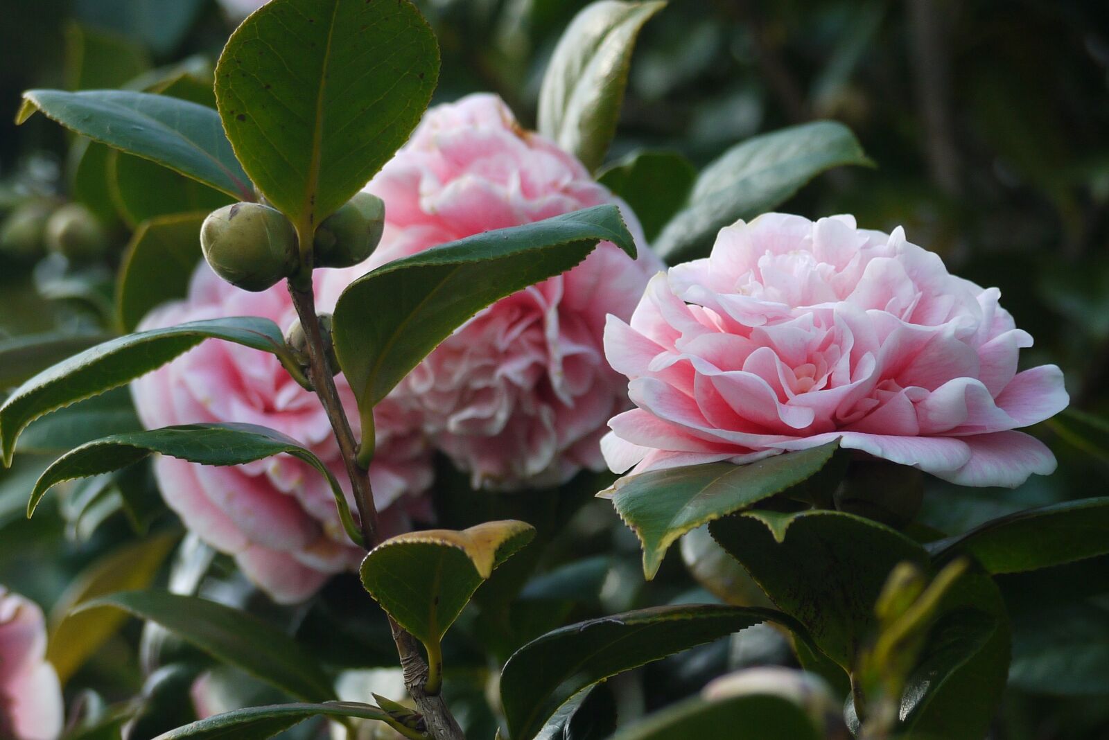 Panasonic Lumix DMC-G10 sample photo. Camellia, flowers, garden photography