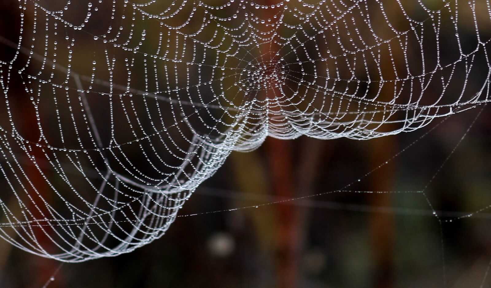 Canon EOS 700D (EOS Rebel T5i / EOS Kiss X7i) + Canon EF 85mm F1.8 USM sample photo. Spider web, drops, dew photography