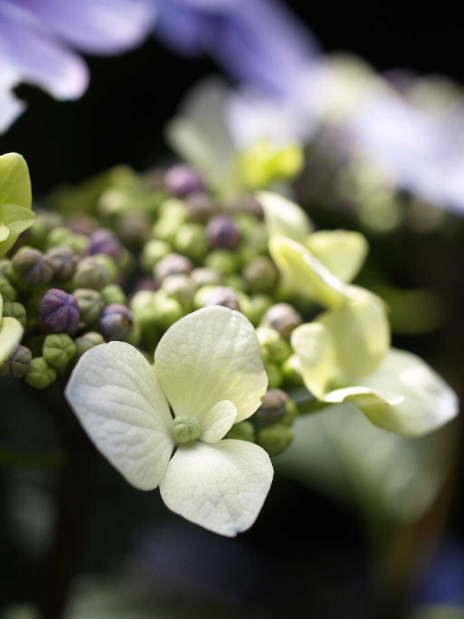 Olympus E-500 (EVOLT E-500) sample photo. Hydrangea, lacecap-hydrangea, flower photography