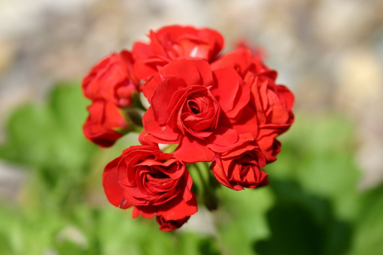 Canon EOS 300D (EOS Digital Rebel / EOS Kiss Digital) sample photo. Red, rose, germanium photography