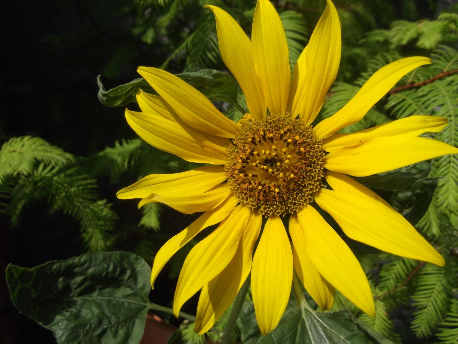 Fujifilm FinePix T350 sample photo. Flower, sunflower, yellow photography