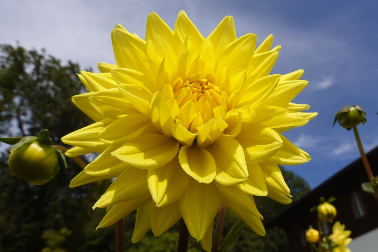 Sony DSC-RX100M7 sample photo. Flower, yellow, dahlia photography