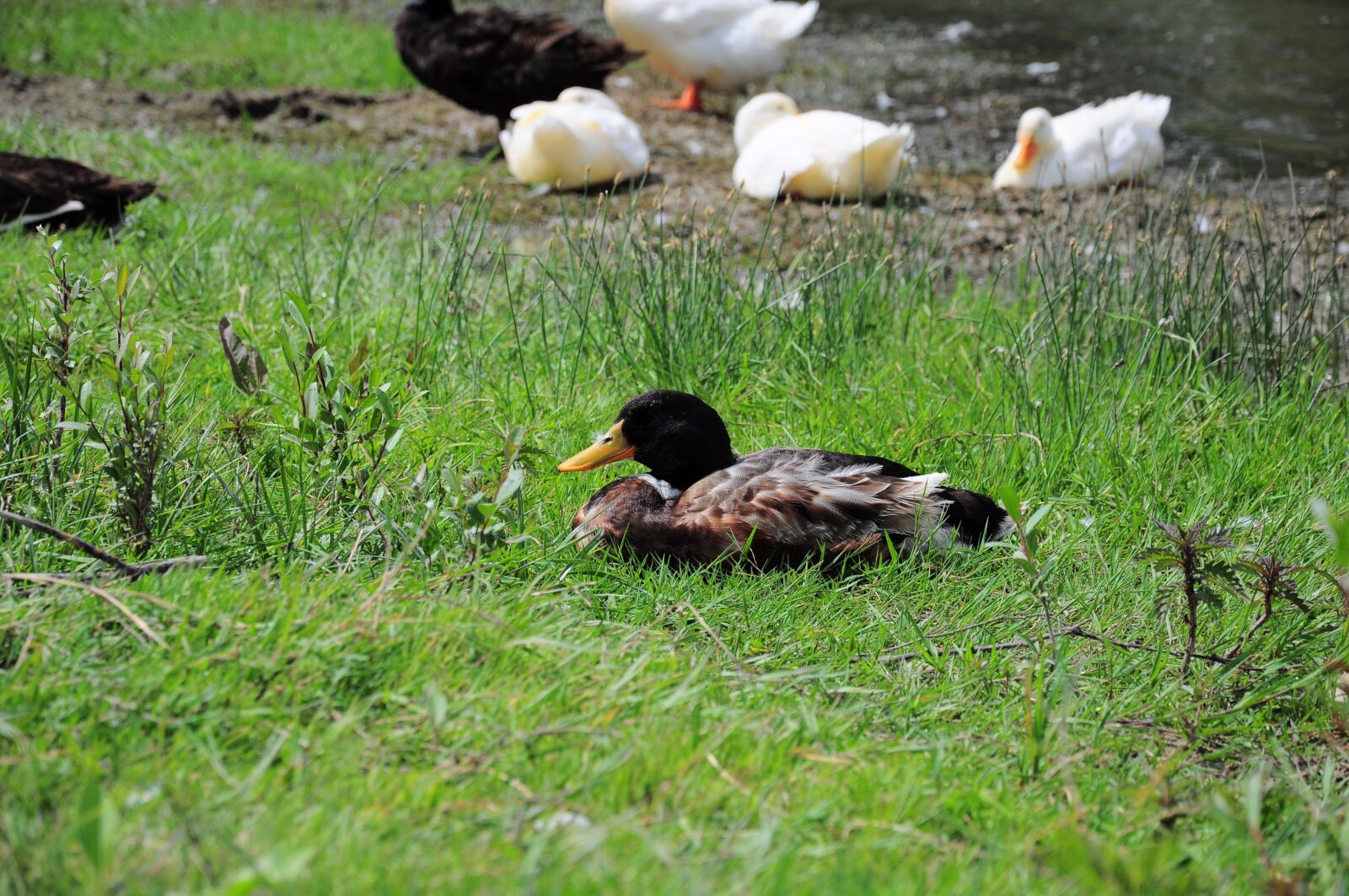 Nikon D90 sample photo. Duck, animals, grass photography