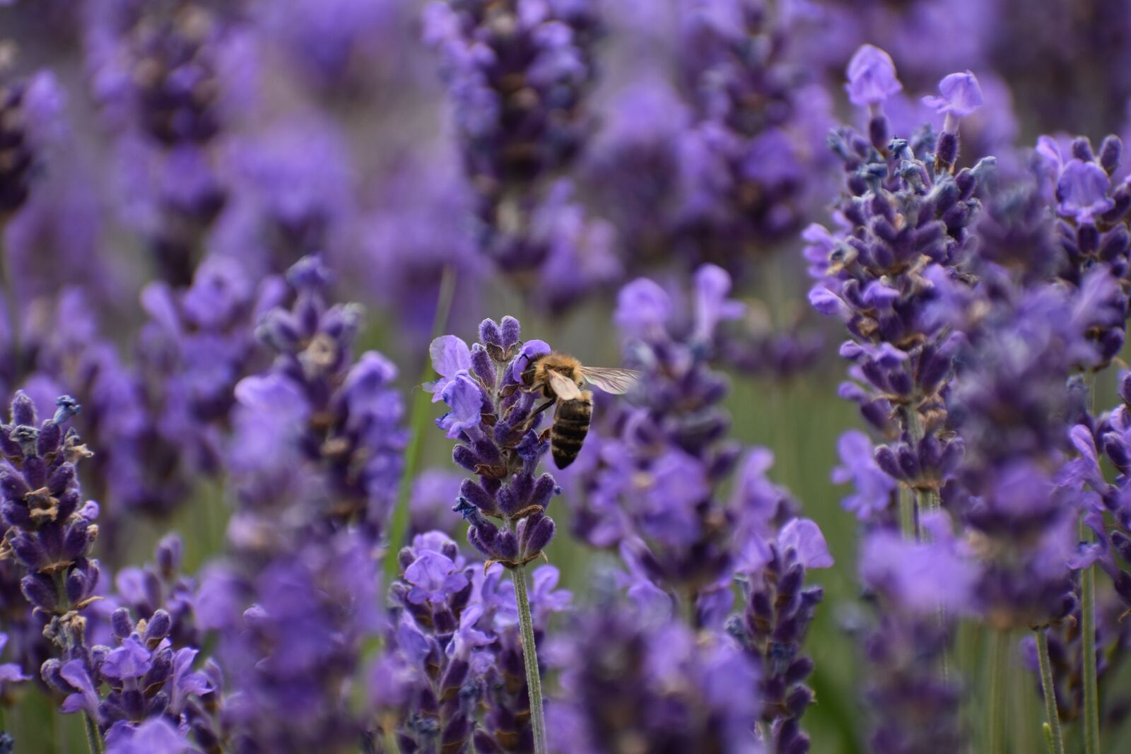 Nikon D3500 sample photo. Flowers, spring, flora photography