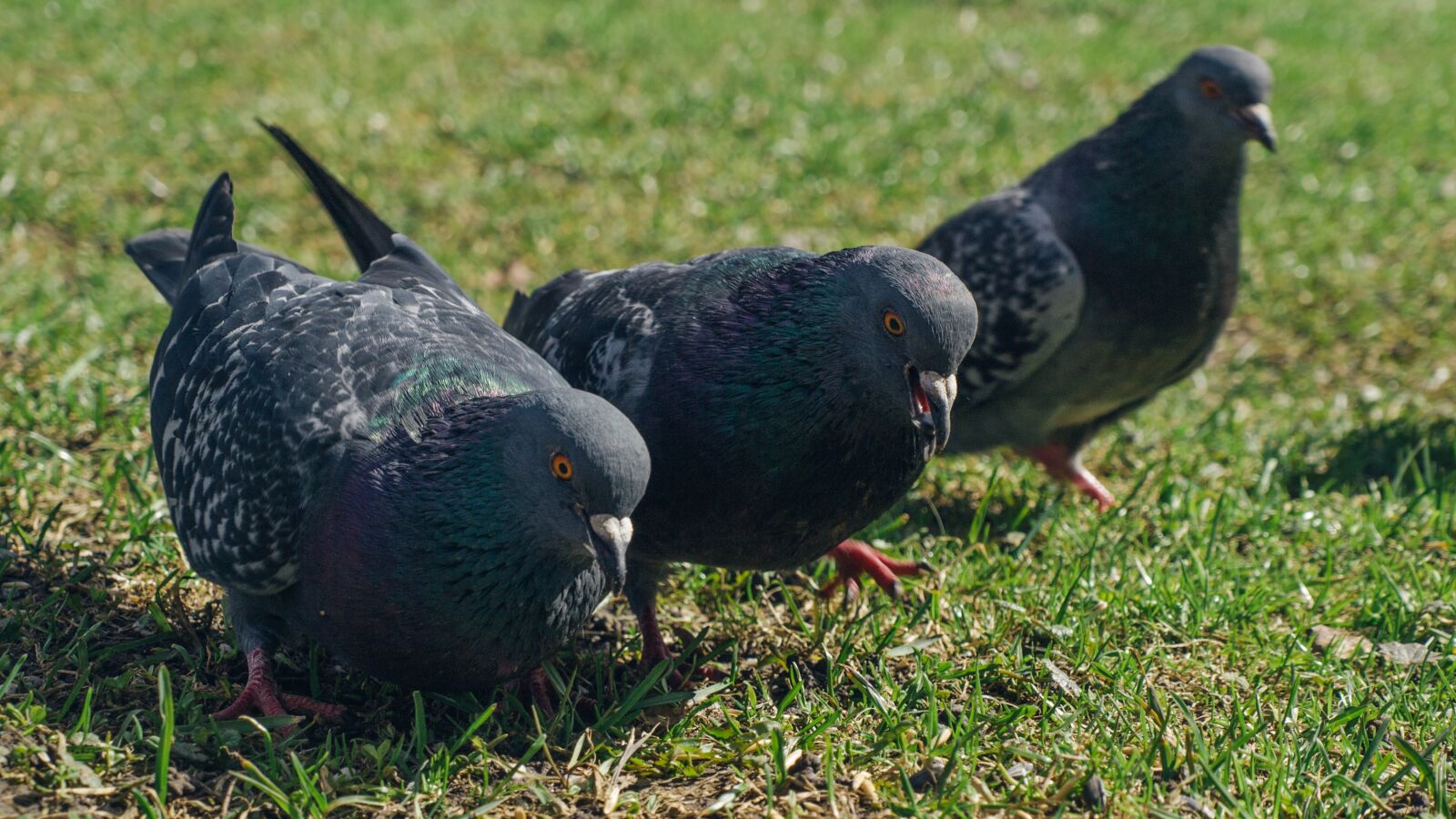 Olympus E-520 (EVOLT E-520) + OLYMPUS 14-42mm Lens sample photo. Pigeons, three pigeons, feathered photography