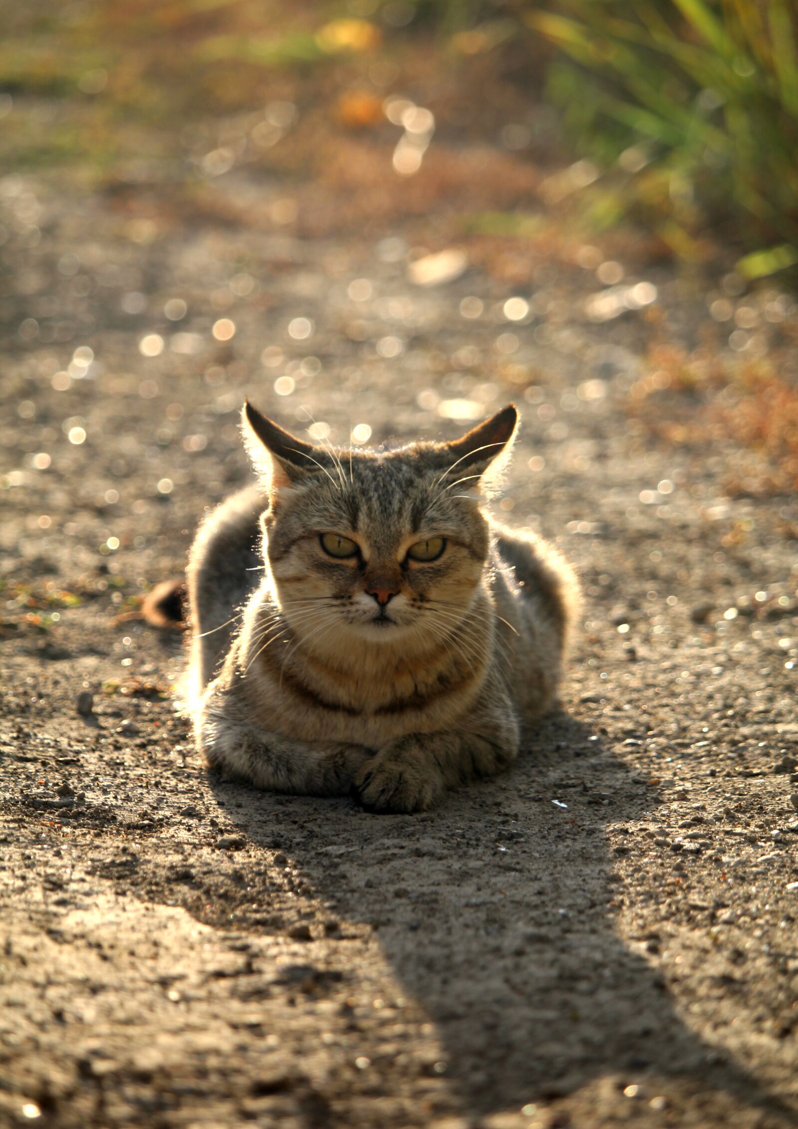 Canon EOS 1200D (EOS Rebel T5 / EOS Kiss X70 / EOS Hi) sample photo. Cat, kitten, mammal photography
