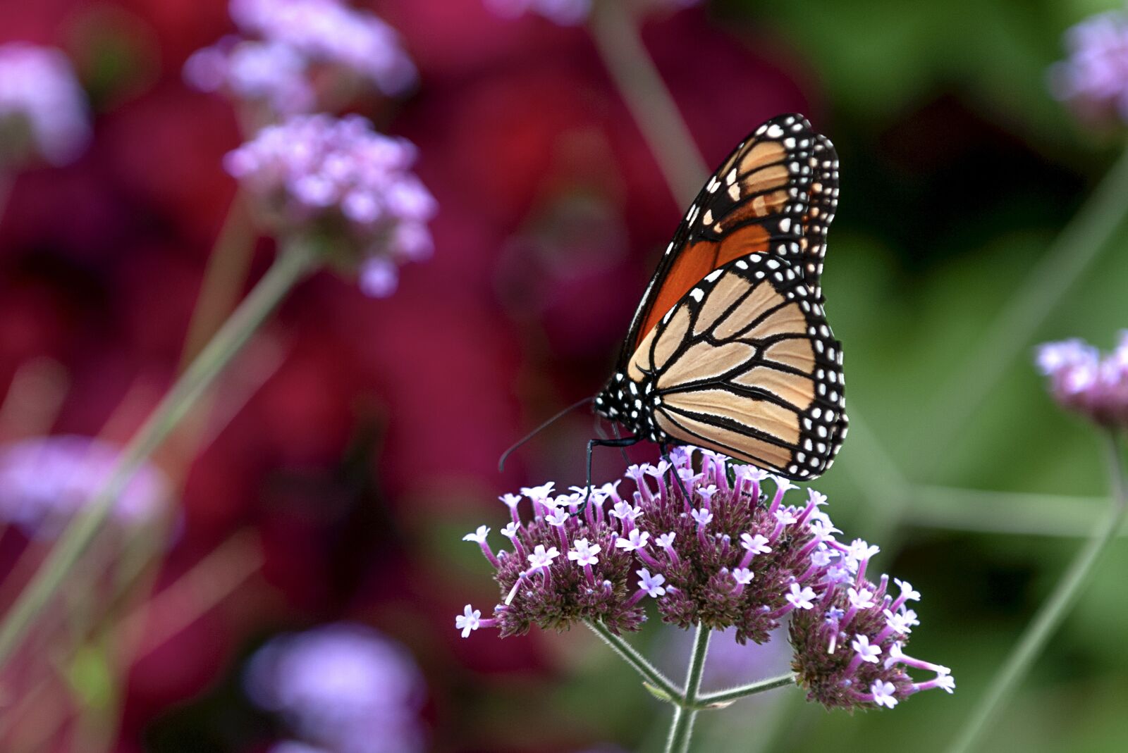 Nikon D300 sample photo. Monarch, butterfly, wing photography