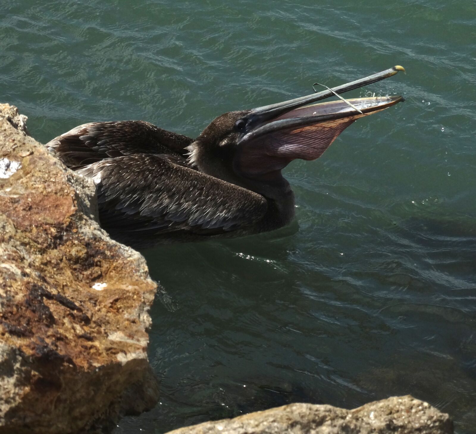 Sony Cyber-shot DSC-HX300 sample photo. Brown pelican, nature, bird photography
