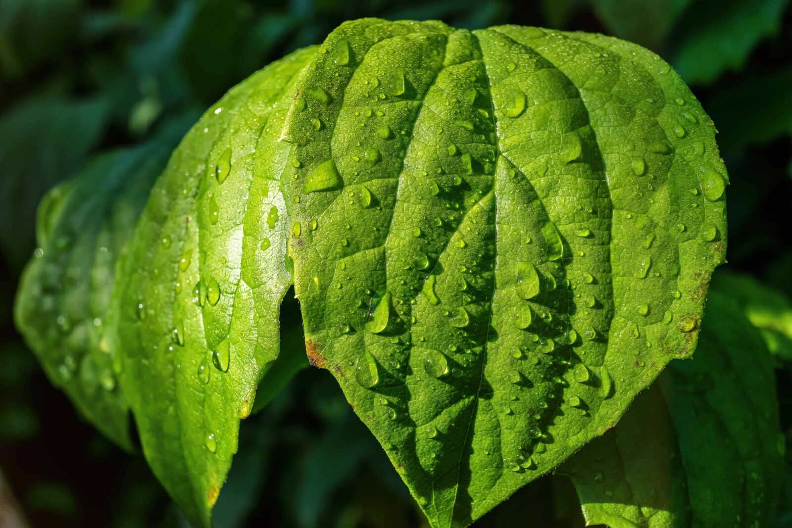 Nikon D3300 sample photo. Nature, flora, leaf, herb photography