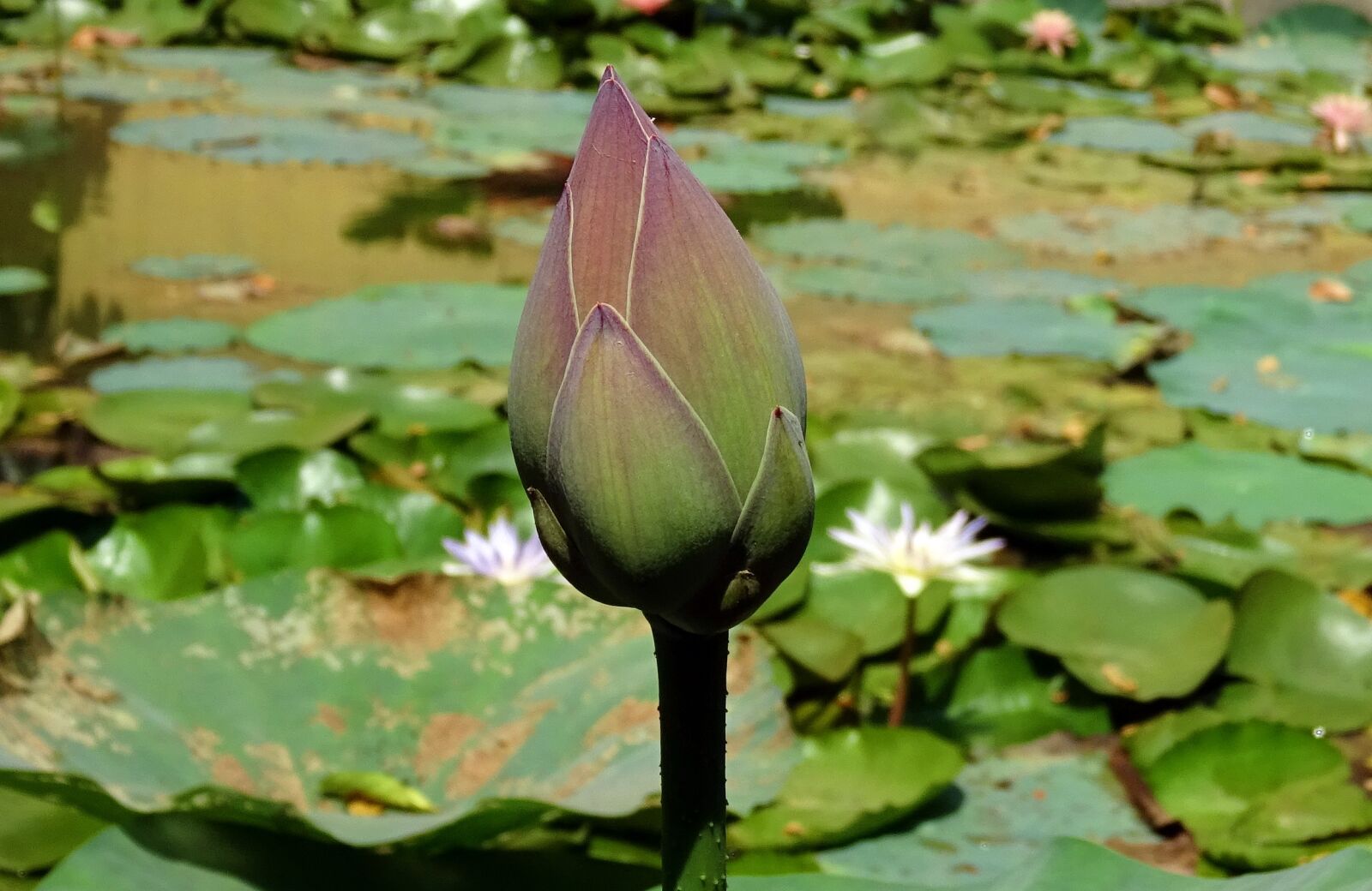 Sony DSC-HX60V sample photo. Lotus, bud, pink photography