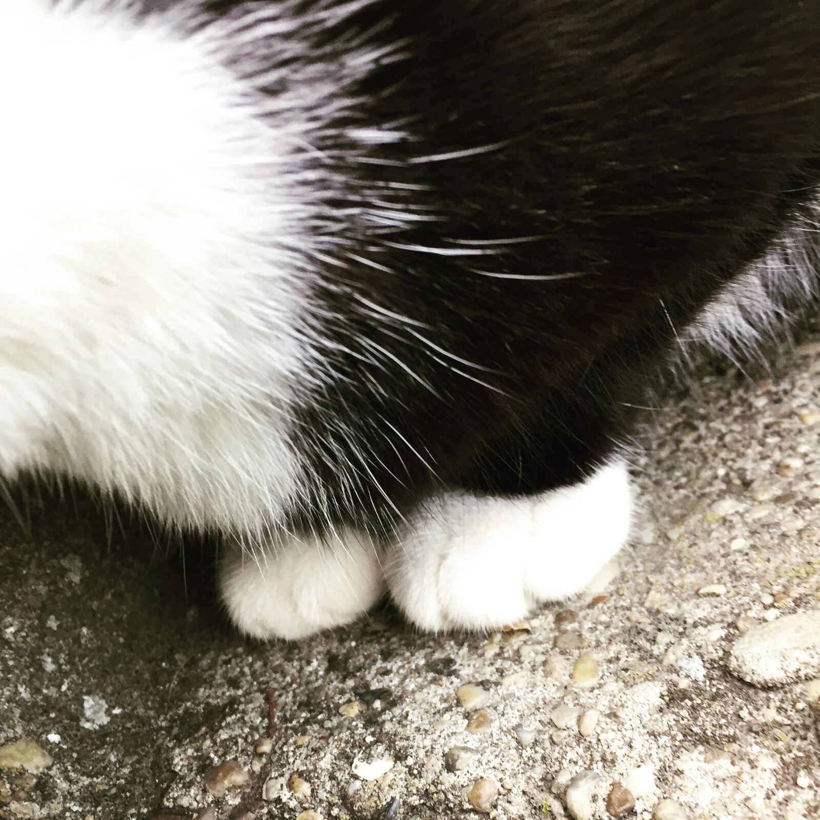 iPhone 6 back camera 4.15mm f/2.2 sample photo. Cat, paw, paws photography