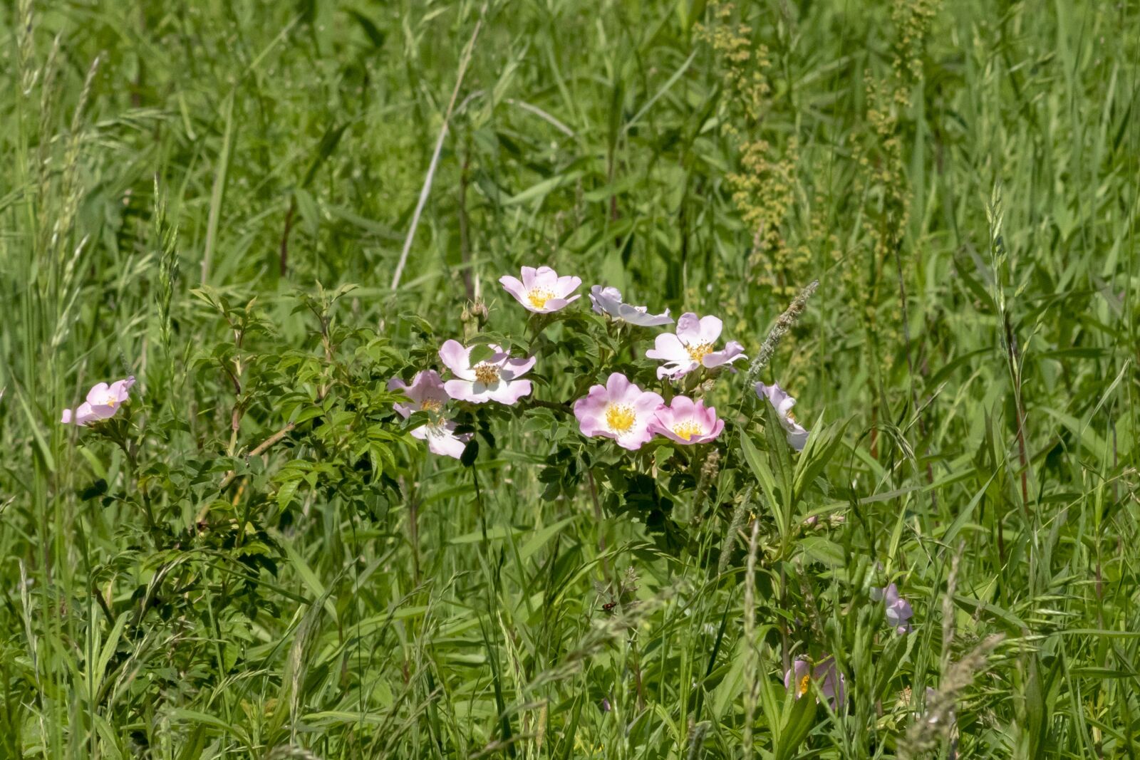 Canon EOS 1300D (EOS Rebel T6 / EOS Kiss X80) sample photo. Wildflower, brian, rose photography