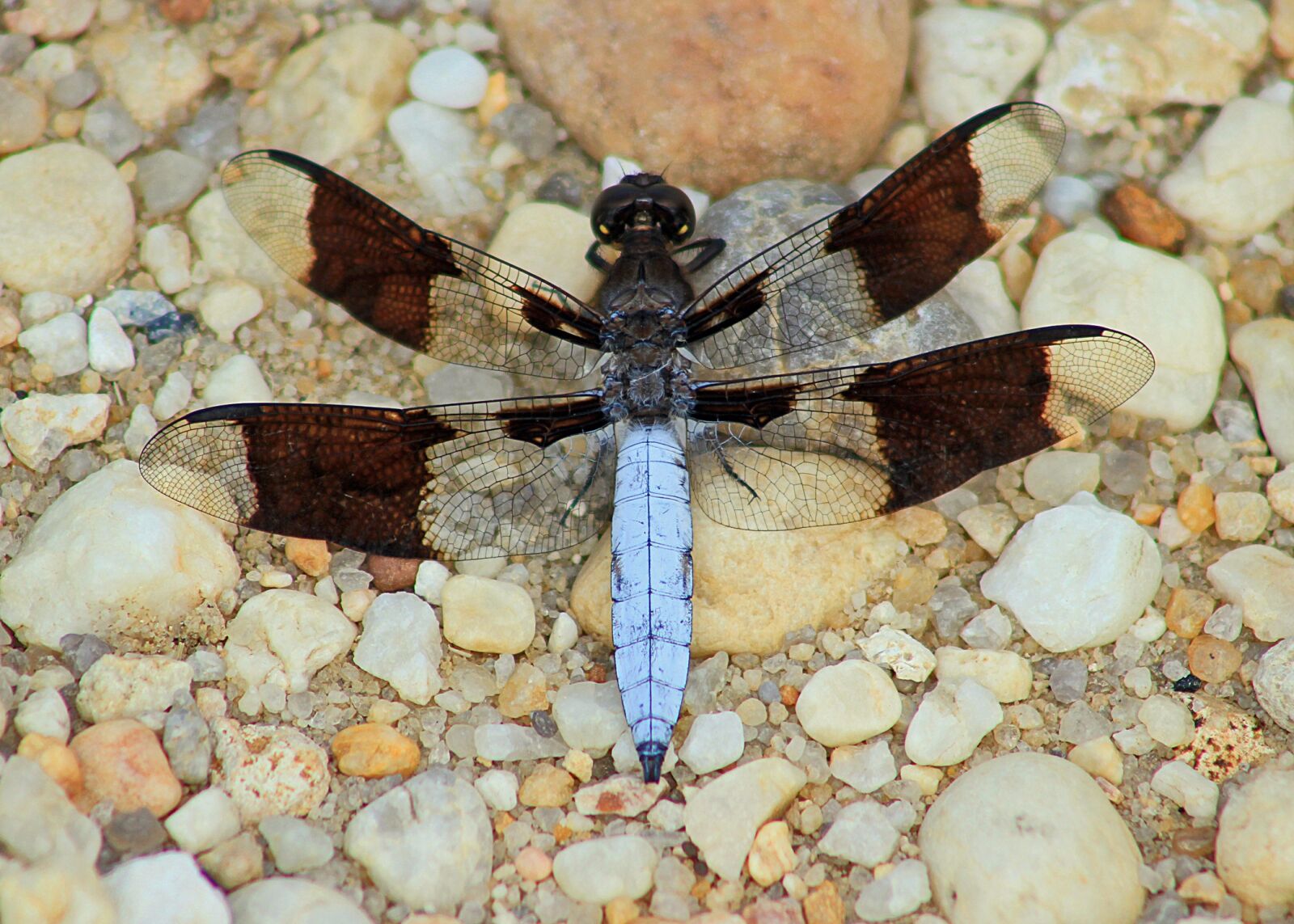 Canon EOS 550D (EOS Rebel T2i / EOS Kiss X4) sample photo. Insect, dragonfly, nature photography