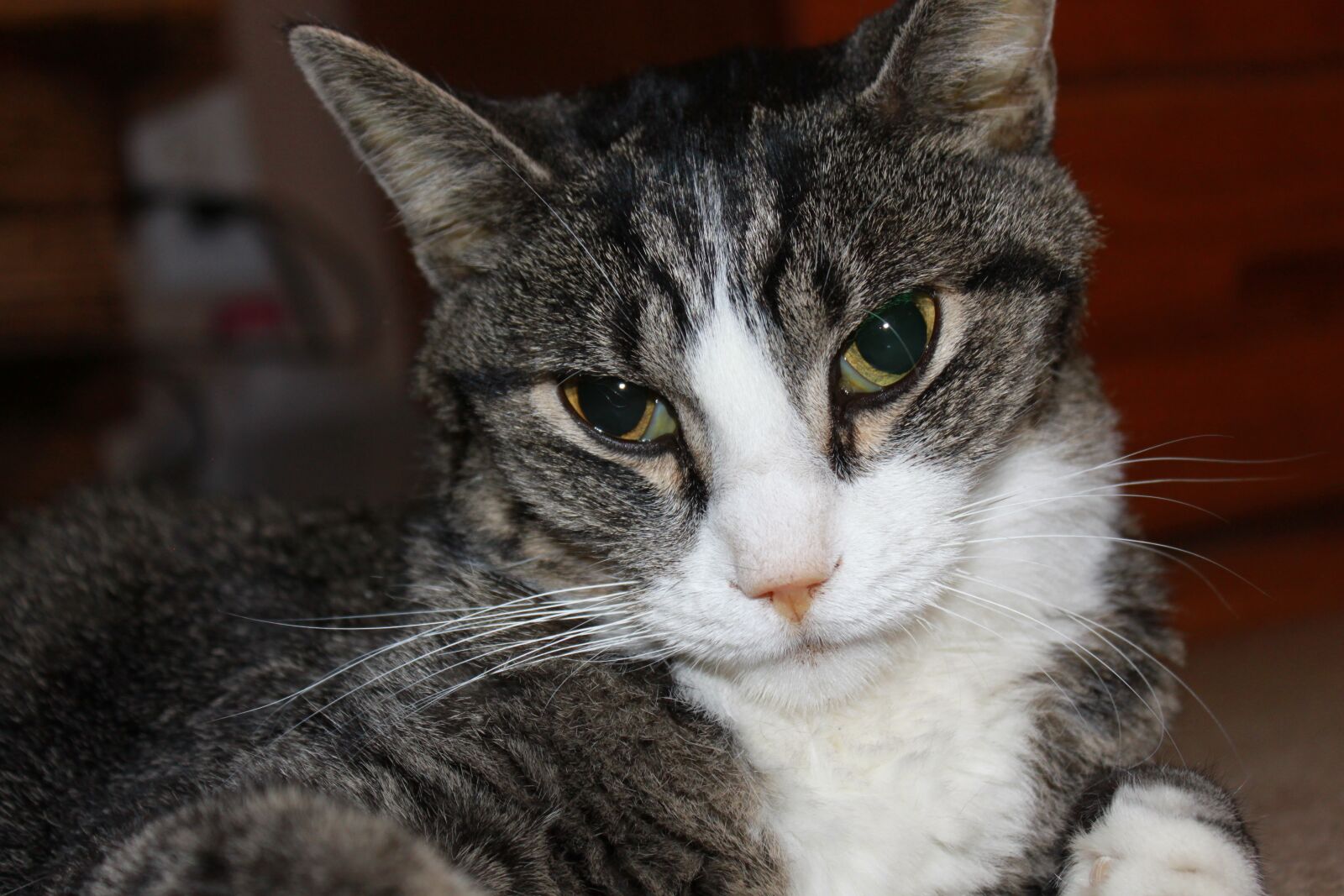 Canon EOS 500D (EOS Rebel T1i / EOS Kiss X3) sample photo. Cat, close-up, face photography