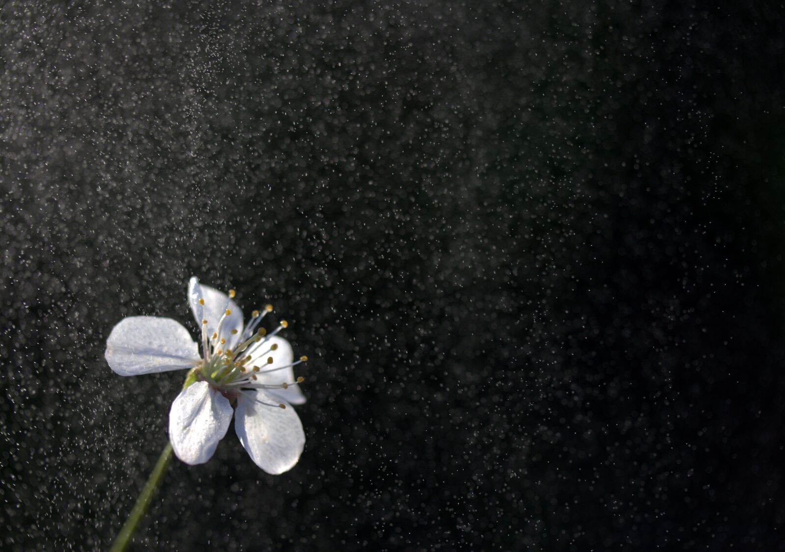 Canon EF-S 60mm F2.8 Macro USM sample photo. Flower, white, rain photography