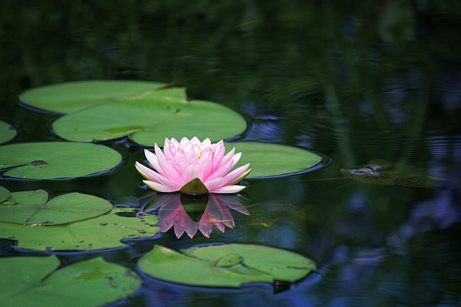 Canon EOS 550D (EOS Rebel T2i / EOS Kiss X4) sample photo. Water, lilies, pond photography