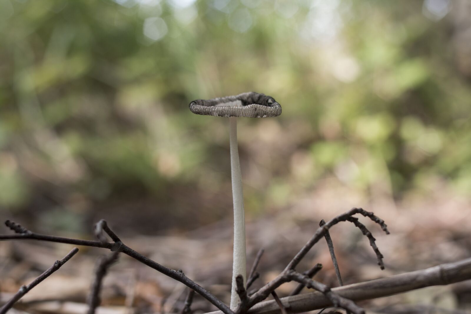 Canon EOS 70D + Canon EF 35mm F2 sample photo. Mushroom, nature, autumn photography