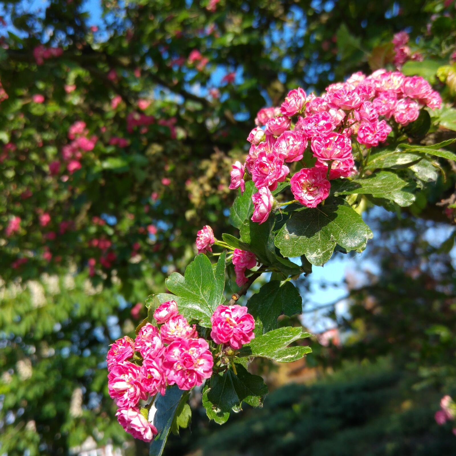 LG G4 sample photo. Pink hawthorn, blooming hawthorn photography