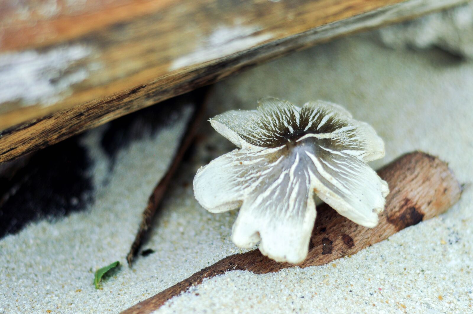 Nikon D5000 sample photo. Mushroom, sand, beach photography