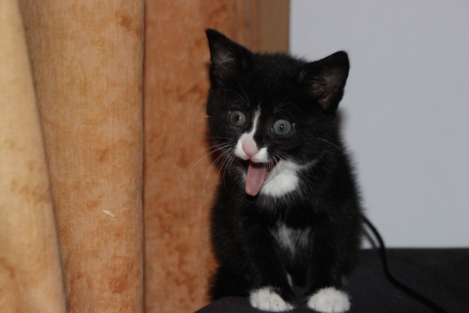 Canon EOS 700D (EOS Rebel T5i / EOS Kiss X7i) sample photo. Cat baby, scream, black photography