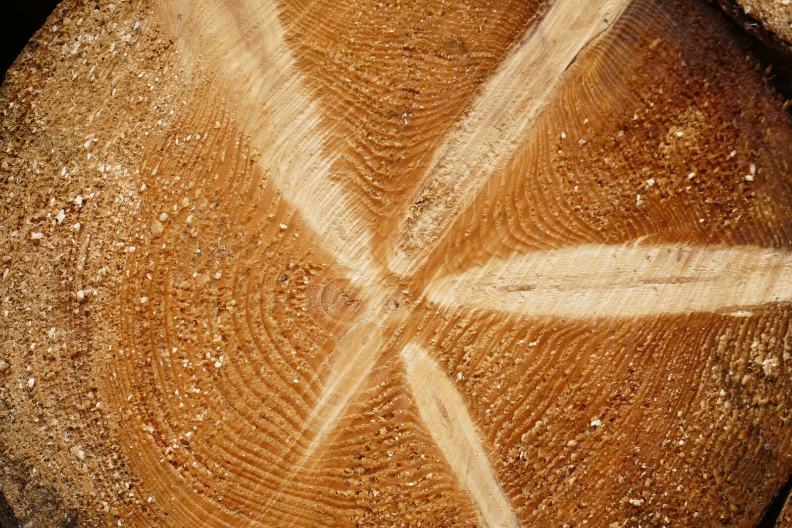 Panasonic Lumix DMC-FZ1000 sample photo. Tree grates, annual rings photography