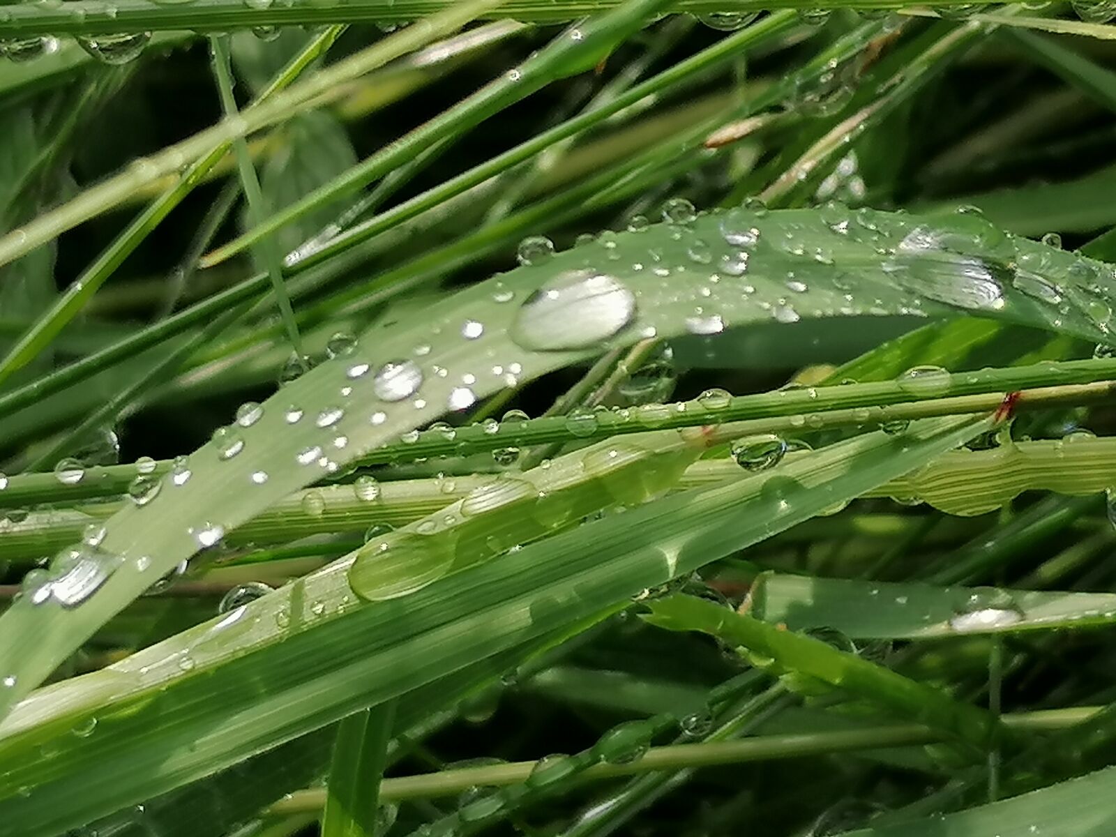 HUAWEI P30 LITE sample photo. Grass, nature, meadow photography