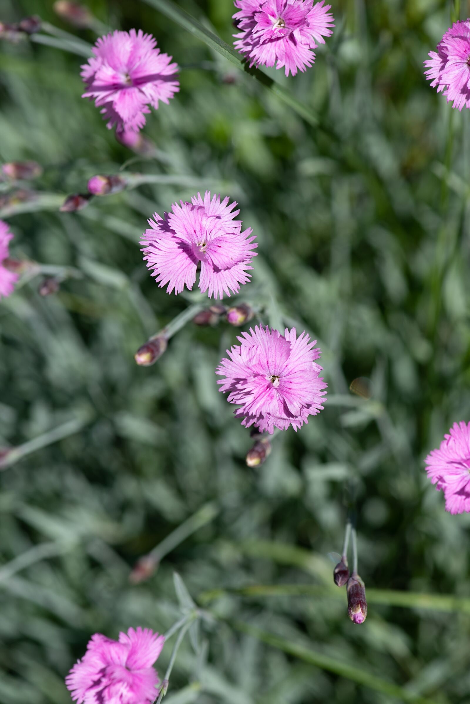 Nikon D750 sample photo. Flower, cloves, small cloves photography