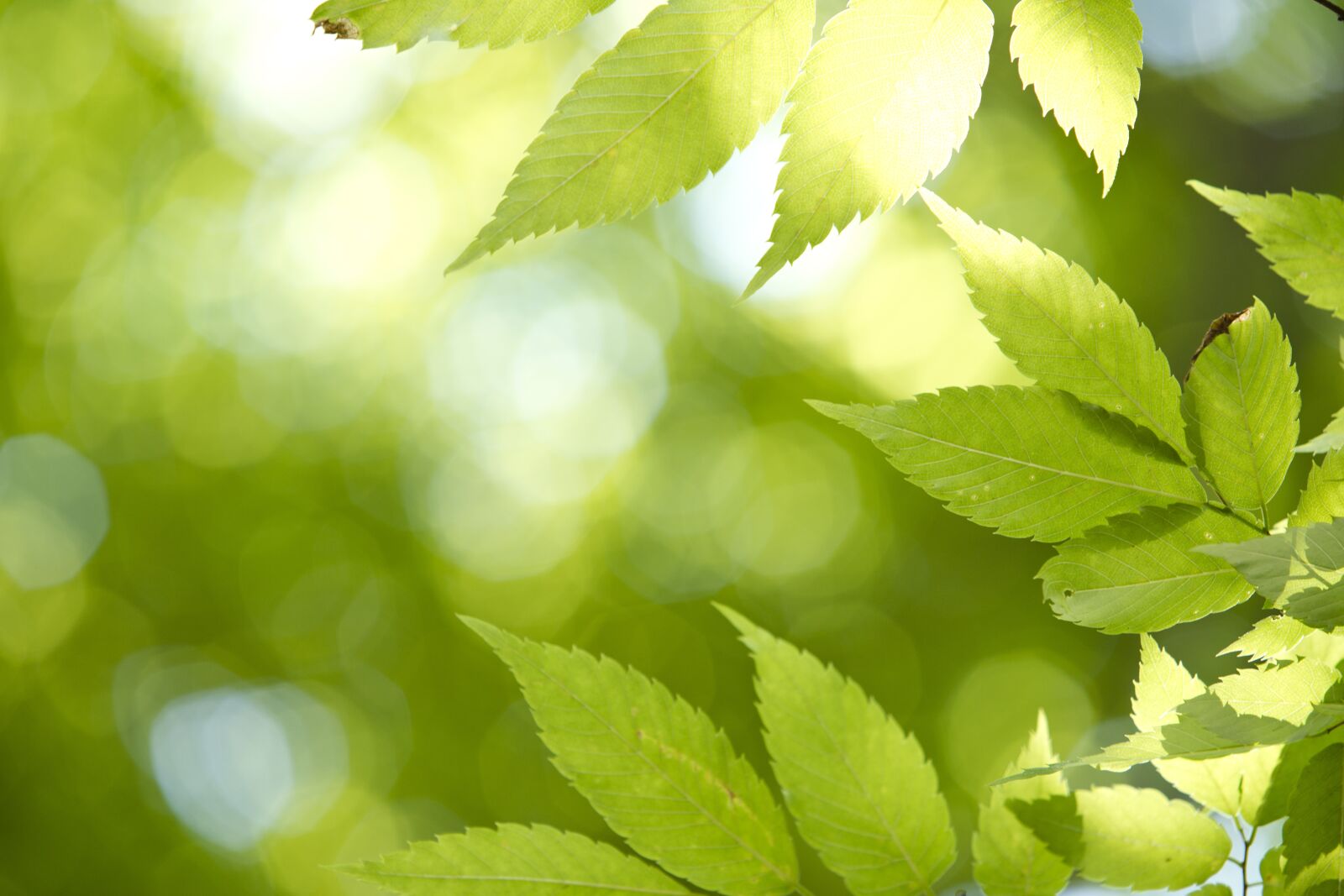 Canon EOS 6D Mark II sample photo. The leaves, state of photography