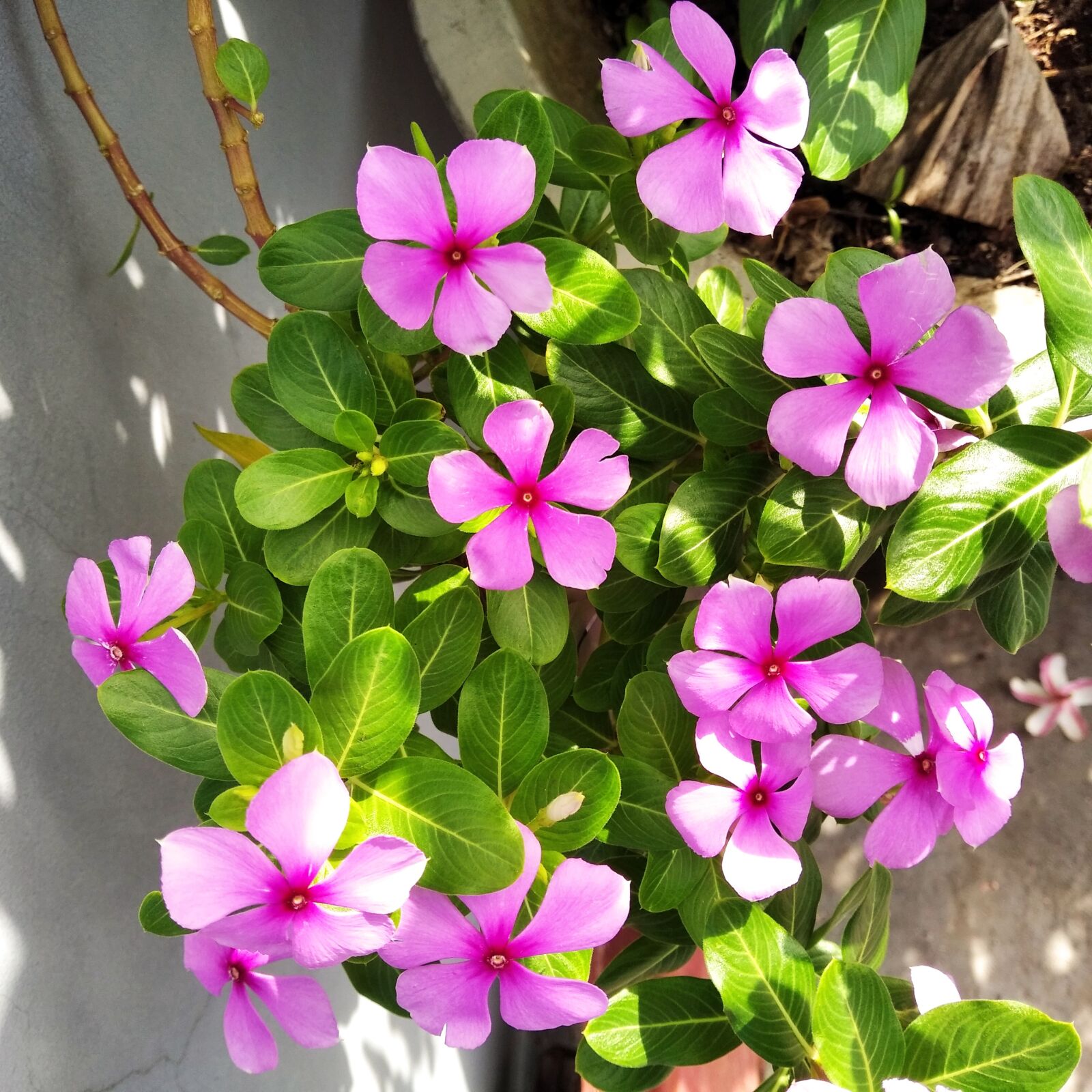 Xiaomi Redmi 7A sample photo. Tread flower, vinca flower photography