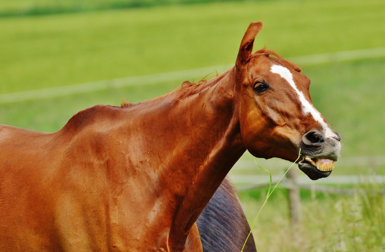 Nikon D3200 sample photo. Horse, coupling, stallion photography