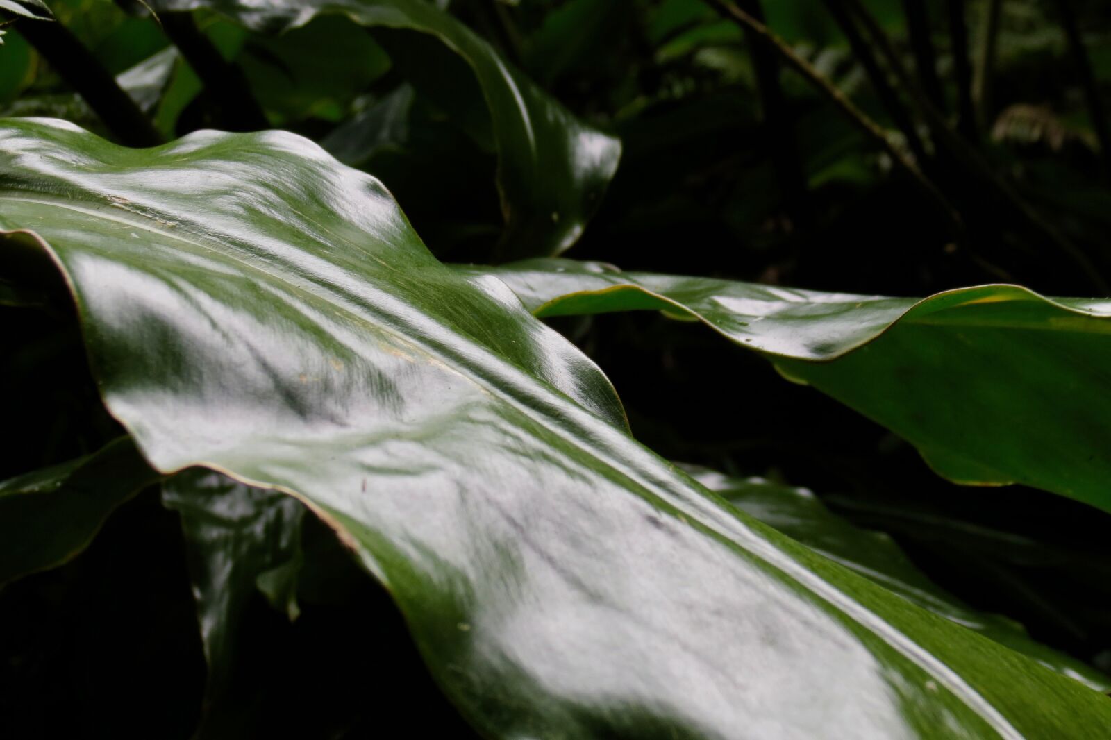 Canon PowerShot SX40 HS sample photo. Leaves, rain, water photography