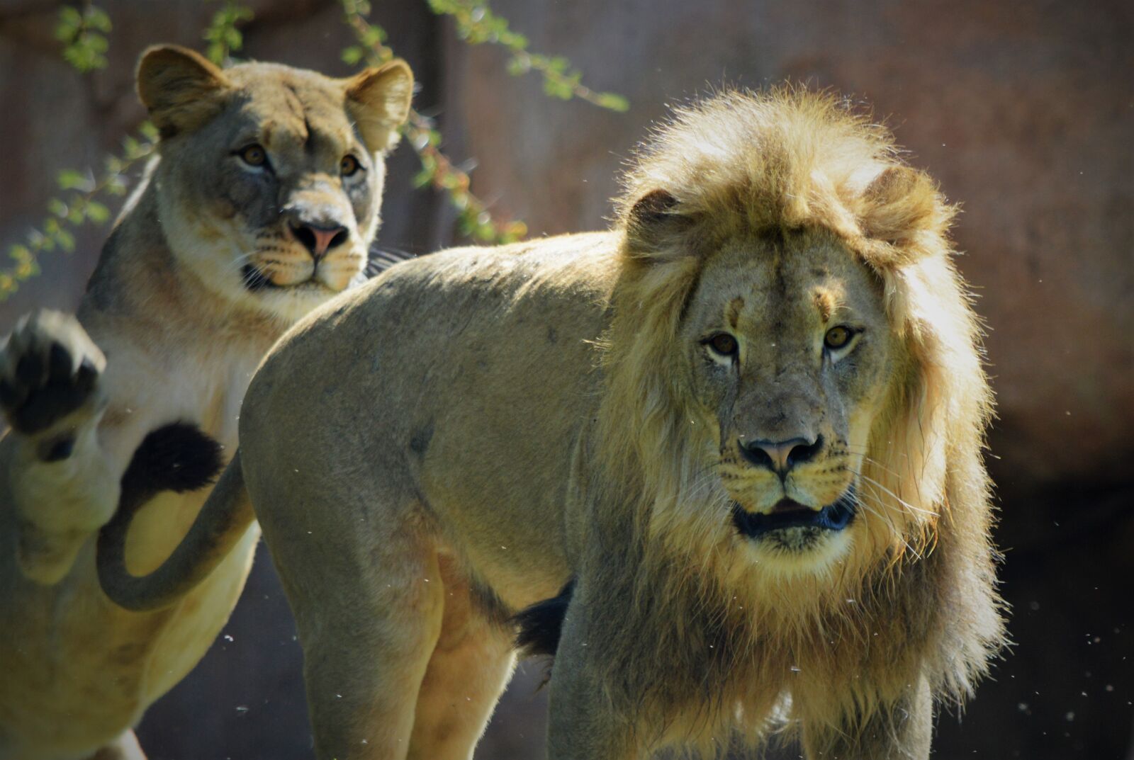 Nikon D3200 sample photo. Lioness, lion, safari park photography
