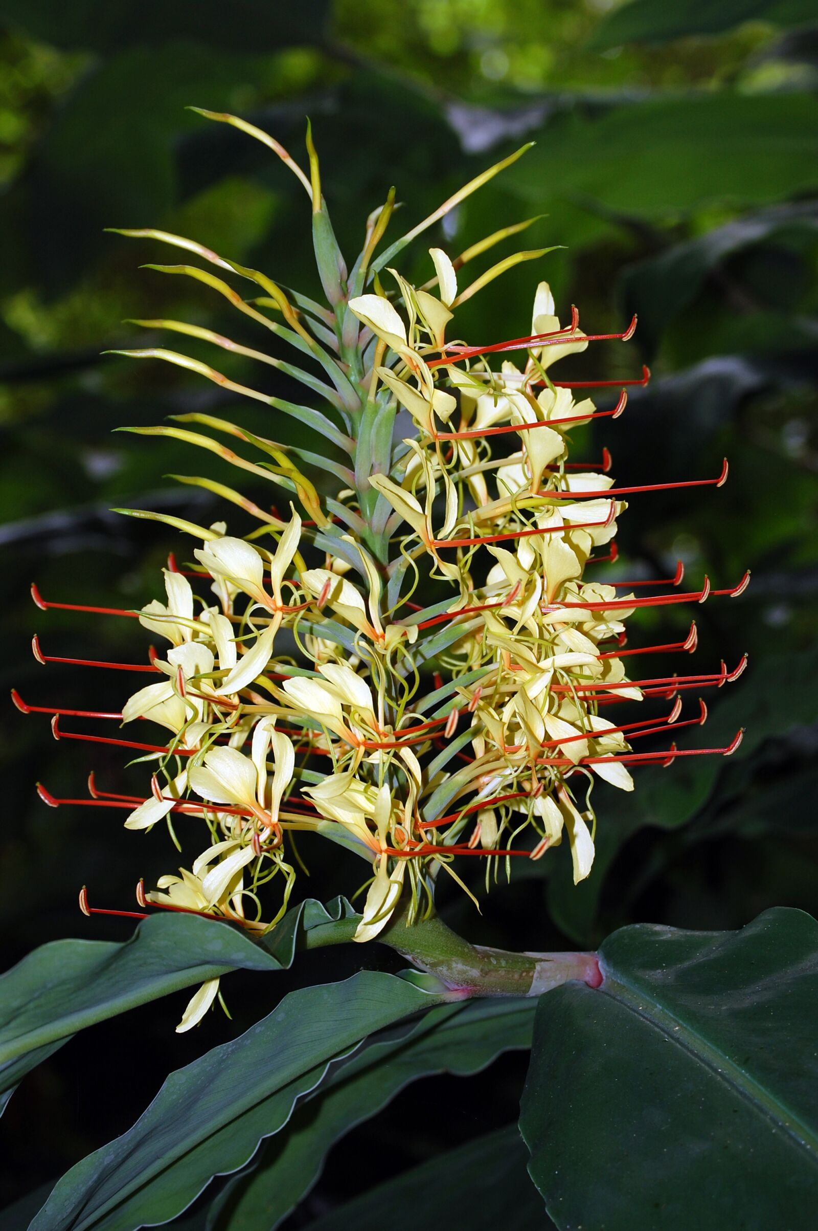 Nikon D40 sample photo. Flower, kahila garland-lily, azores photography